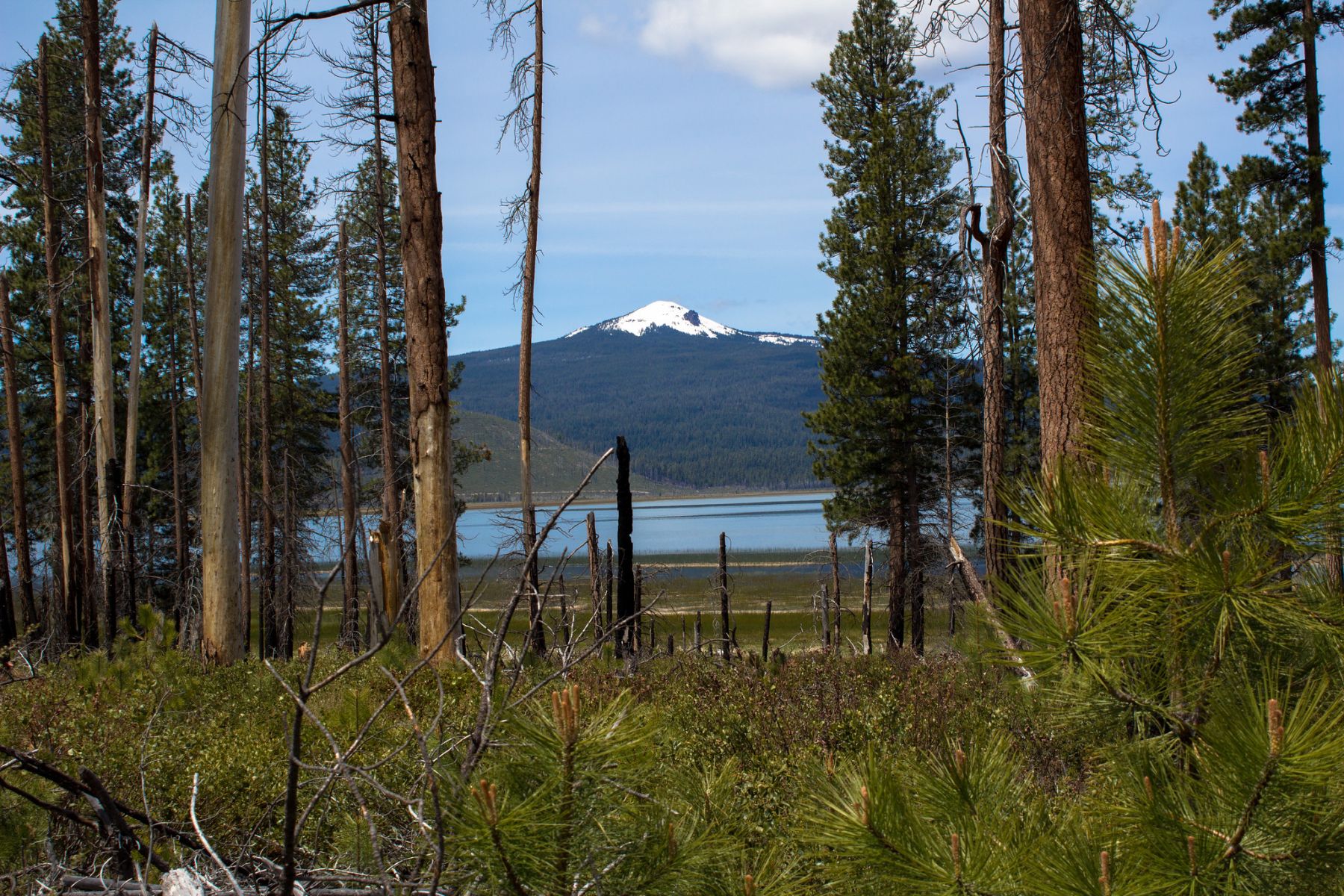 landscape between the trees is a Mountain View; image along cascade lakes scenic byway